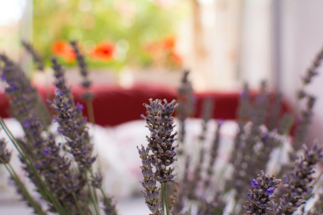 רייקה Apartment Vida - Amazing Place With Garden And Terrace מראה חיצוני תמונה